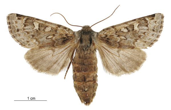 File:Ichneutica notata female.jpg