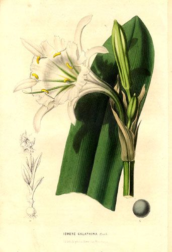 File:Ismene narcissiflora1HOUTTE.jpg