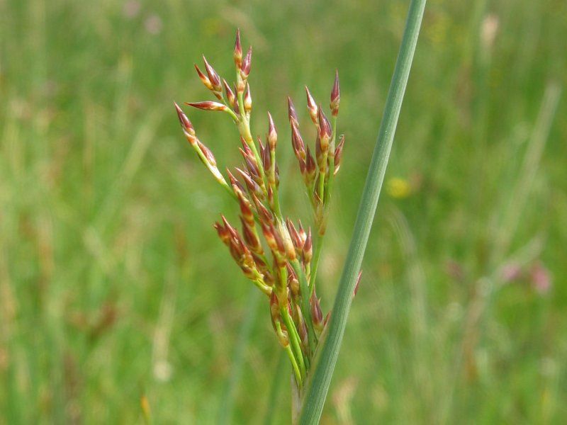 File:Juncus inflexus spirre.jpeg