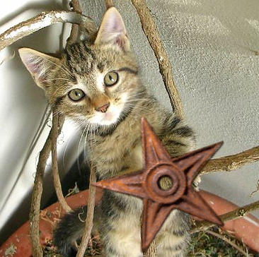 File:Kitten's friend barnstar.png