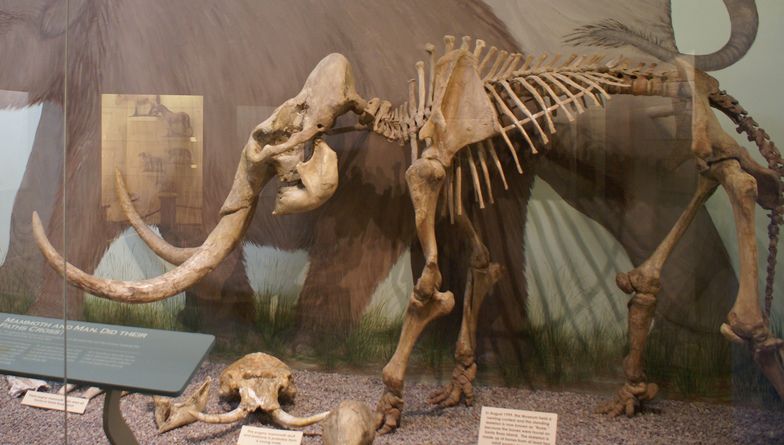 File:Mammuthus exilis.jpg