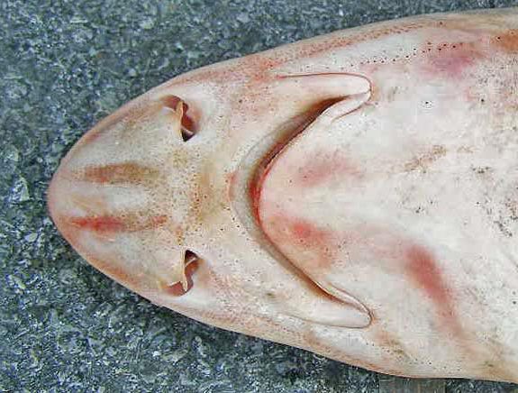 File:Mustelus sinusmexicanus head NOAA.jpg