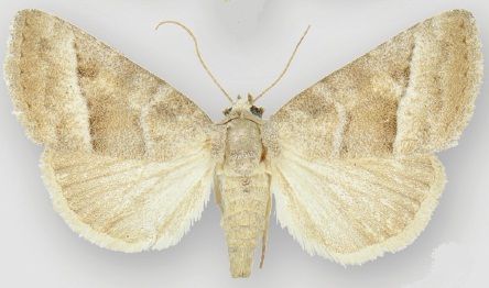 File:Ogdoconta moreno female.jpg