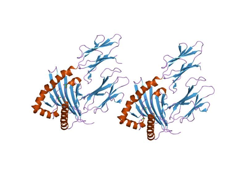 File:PDB 1s9v EBI.jpg