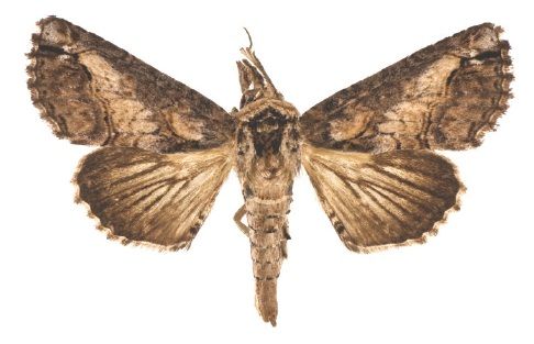 File:Paectes nana male.jpg