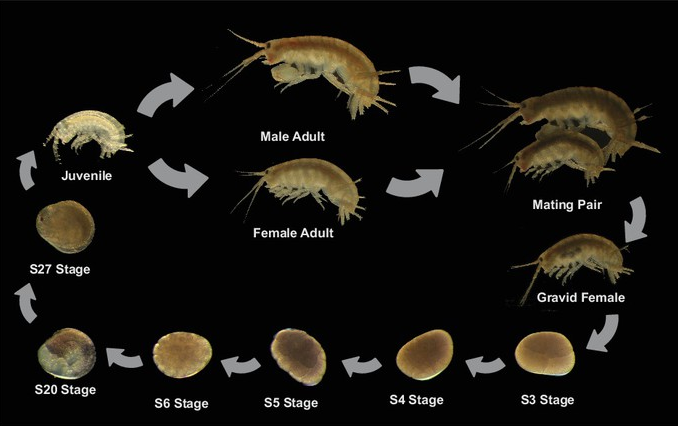 File:Parhyale hawaiensis - life cycle.png