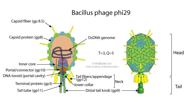 File:Phi29likevirus virion.jpg