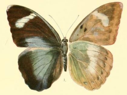 File:Pl.03-01-Euphaedra inanum (Butler, 1873).JPG