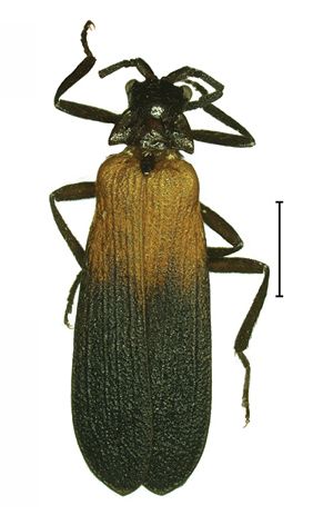 File:Platerodrilus sinabungensis, adult male 30553-11.jpg