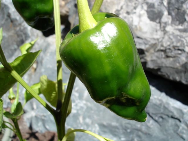 File:Poblano Pepper.jpg