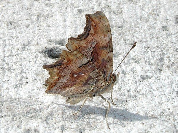 File:Polygonia egea.jpg