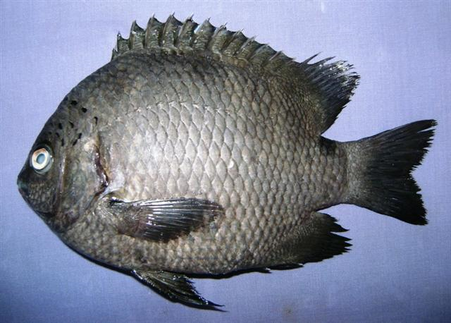 File:Pomacentrus tripunctatus.png