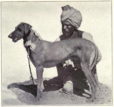 File:Rampur Greyhound from 1915.JPG