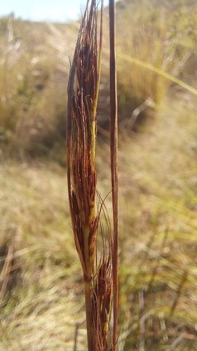 File:S crassus inflorescence-2.jpg