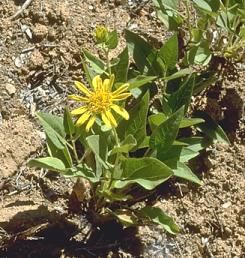 File:Wyethia reticulata.jpg