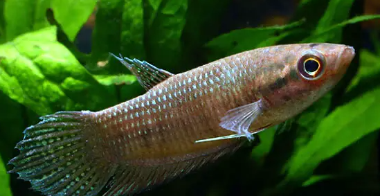 File:Betta balunga female.png