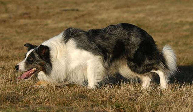 File:Border Collie (Roy) en plein travail.jpg