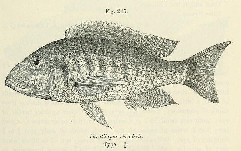 File:Buccochromis rhoadesii.jpg