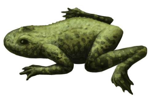 File:Callobatrachus.png