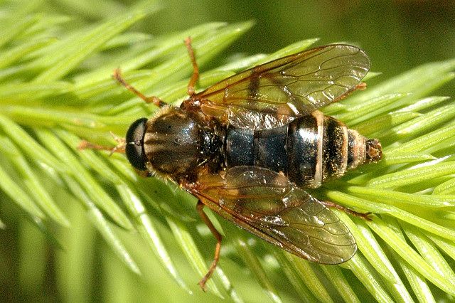 File:Coenomyia.ferruginea.male.jpg