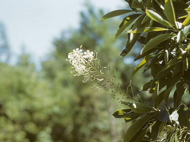 File:Elliottia racemosa 1.jpg