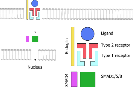 File:Endoglin and Alk1.png