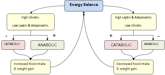 File:Energy Balance.png