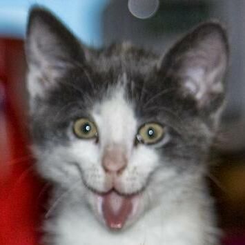 File:Funny Kitten (2008; cropped 2023).jpg