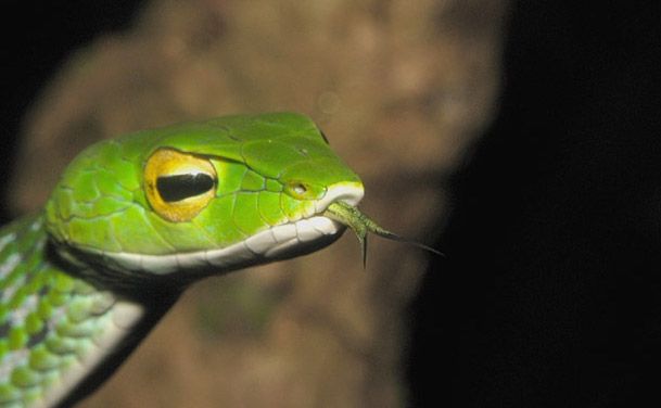 File:Gunther's Vine snake.jpg