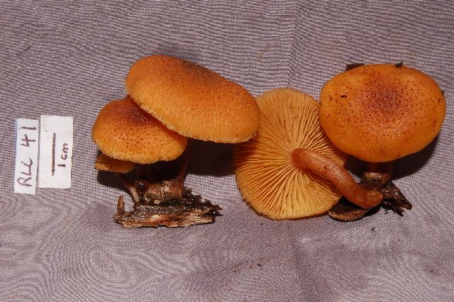 File:Gymnopilus lepidotus.jpg