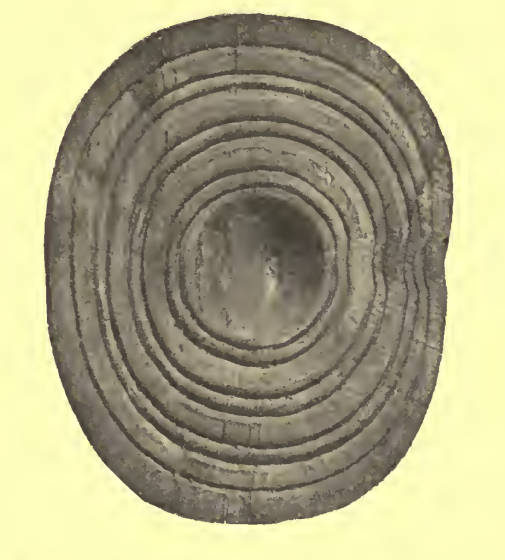 File:Kiltubrid-Alder-wooden-shield-Ireland.png