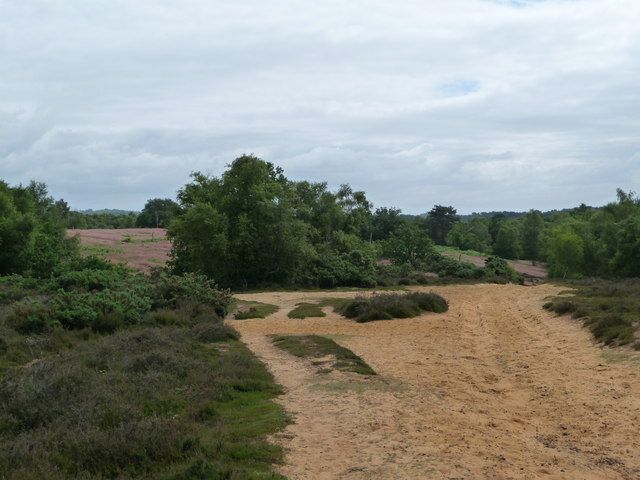 File:Kingsley Common - geograph.org.uk - 865932.jpg