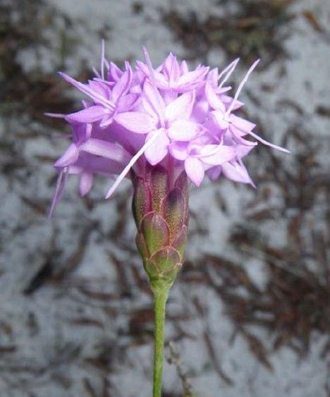 File:Liatris ohlingerae.jpg