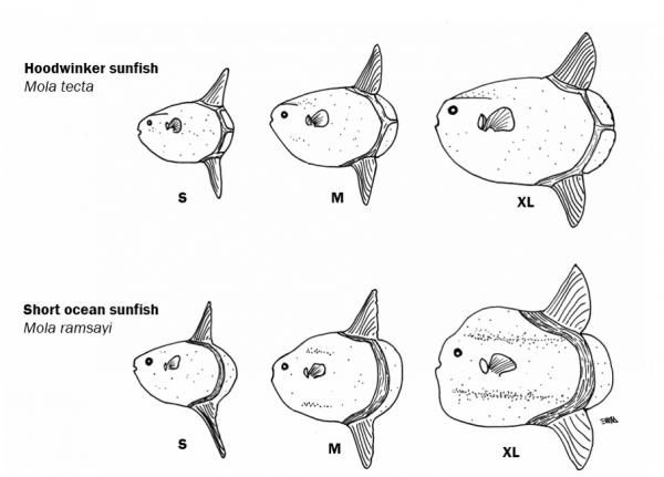 File:Mola tecta v Mola alexandrini.jpg