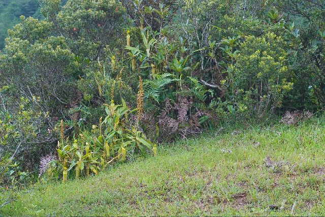 File:Nepenthes alata ASR 062007 ambucao habitat luzon.jpg