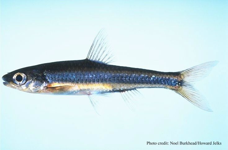 File:Notropis petersoni.jpg