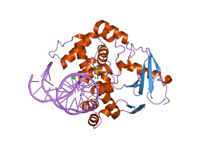 File:PDB 1lww EBI.jpg