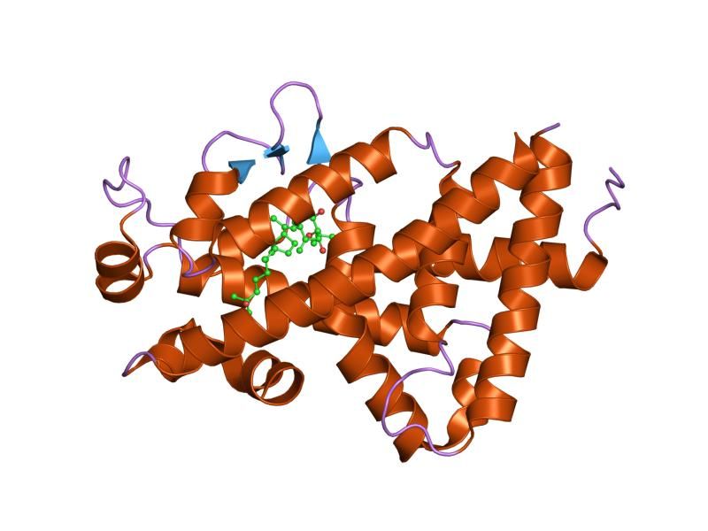 File:PDB 2har EBI.jpg