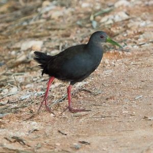 File:Pardirallus nigricans-Blackish Rail.jpg