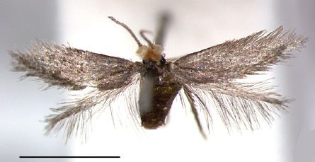 File:Pectinivalva tribulatrix female.jpg