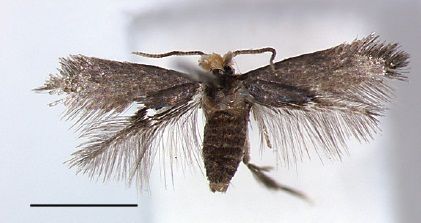 File:Pectinivalva tribulatrix male.jpg