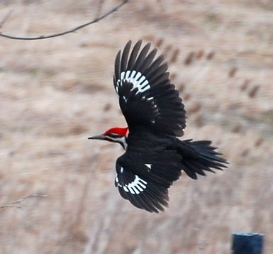 File:Pileated Woodpecker!, crop.jpg