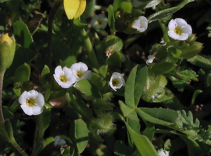 File:Plagiobothrysacanthocarpus.jpg