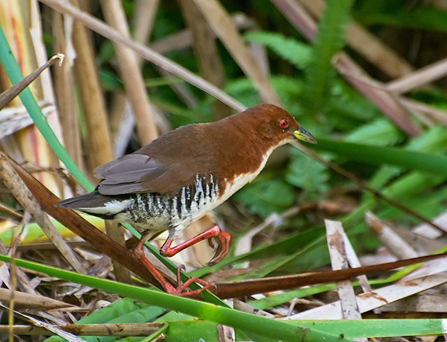 File:SANÃ-VERMELHA (Laterallus melanophaius) (11568760295).jpg