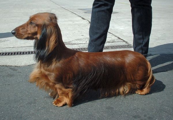 File:Std Dachshund 600.jpg