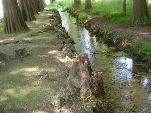 File:Taxodium distichum river Craiova.jpg