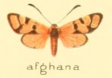 File:Zygaena afghana.jpg