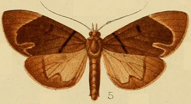 File:005-Monodonta passalis Kenrick, 1907.JPG