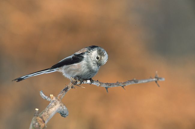 File:Aegithalos caudatus 1 (Marek Szczepanek).jpg