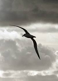 File:Albatross shape.png